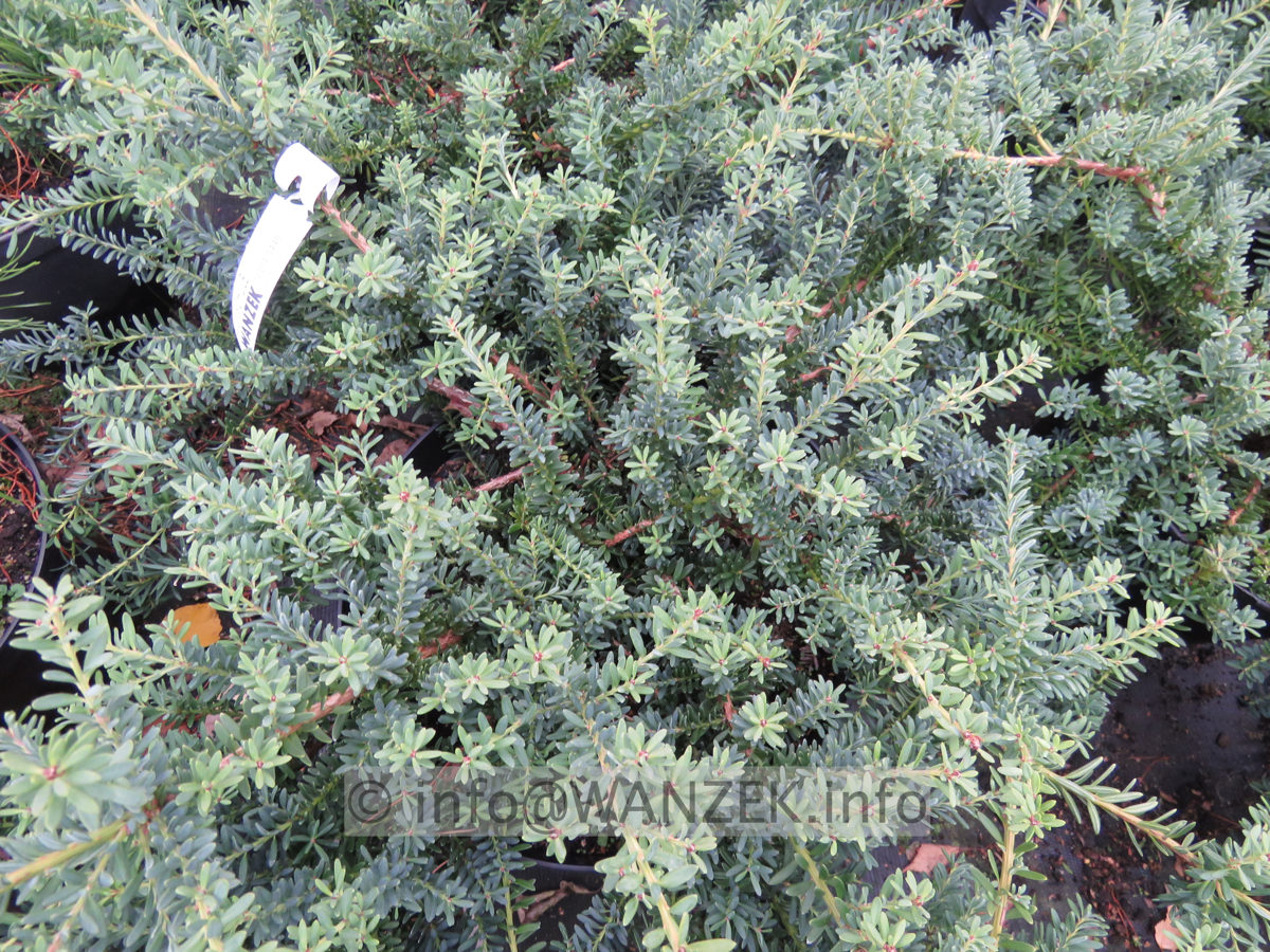 Podocarpus lawrencii Blue Gem 02.JPG